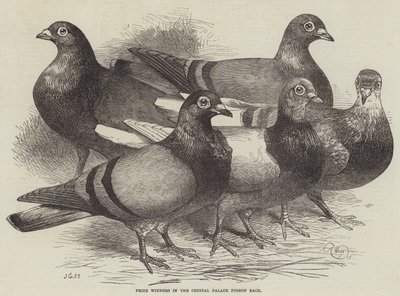 Ganadores de premios en la carrera de palomas del Crystal Palace de Harrison William Weir